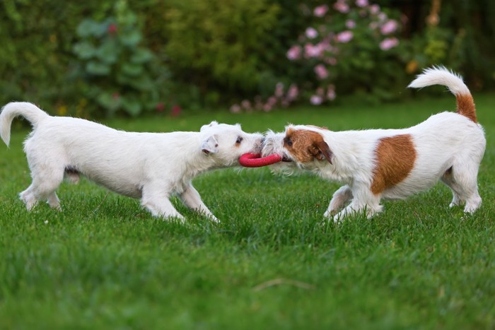 2頭でおもちゃを引っ張り合う犬