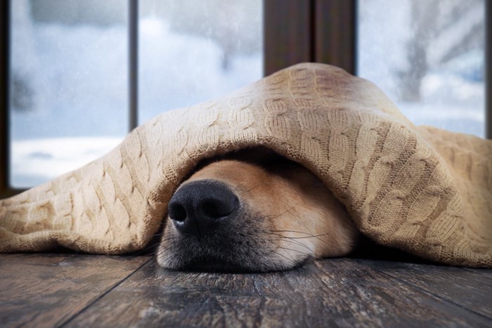 ブランケットに包まれた犬