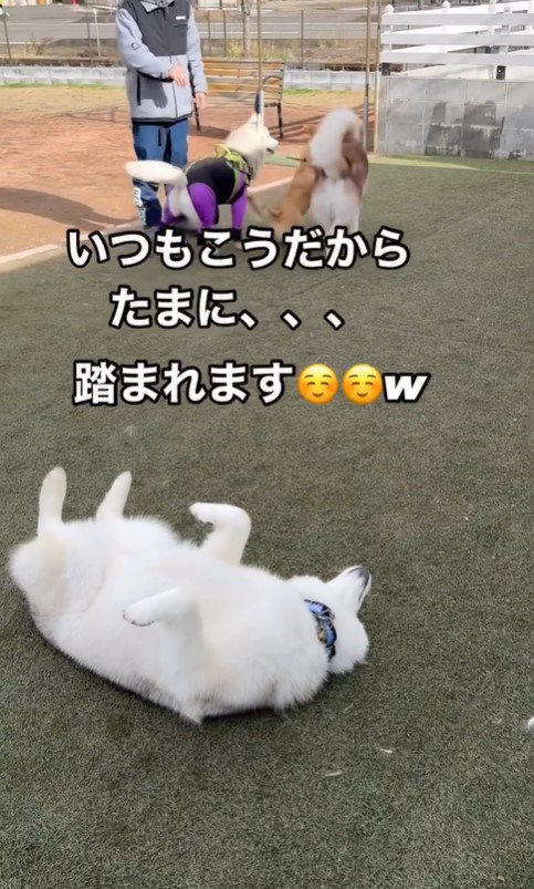 MARLEYくんのドッグランの楽しみ方6