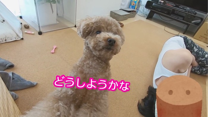 のけぞる犬