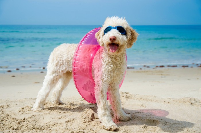 浮き輪を付けた犬