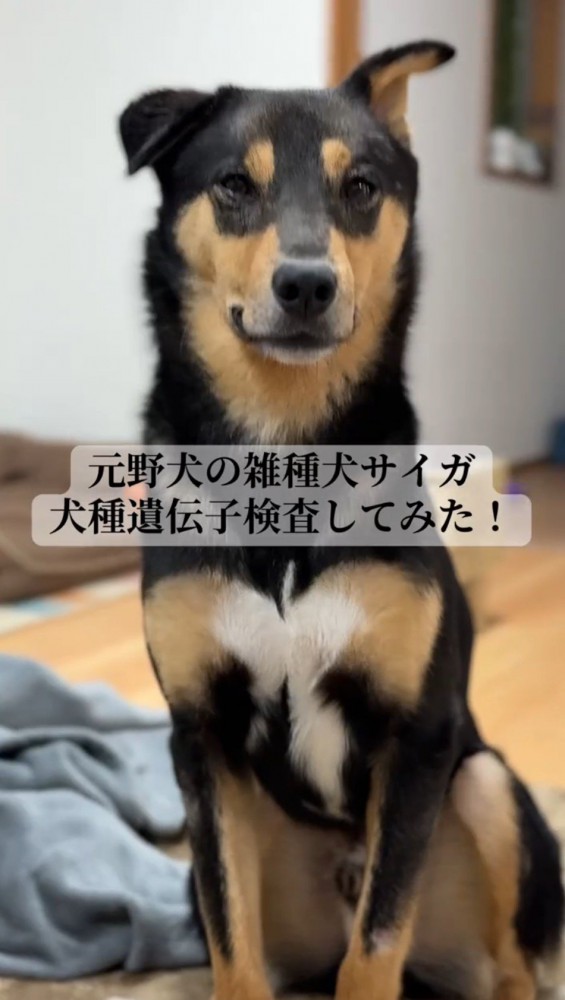 カメラの前に座る犬