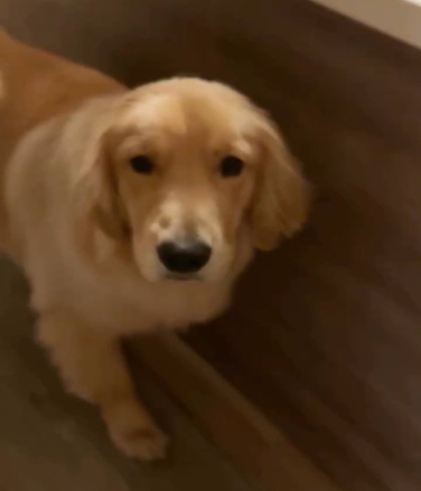 近づく犬2