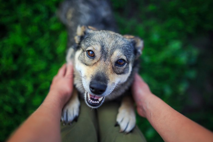 なでられて笑顔の犬