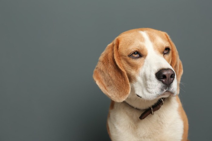 ブラウンの首輪をしたビーグル犬