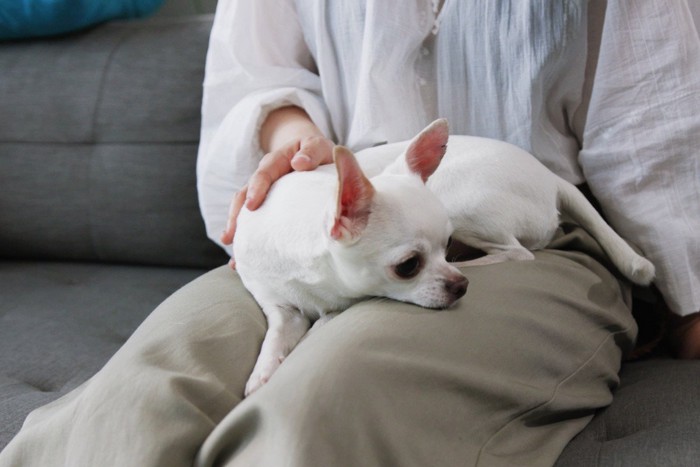 膝の上で甘える白犬