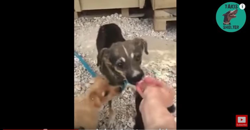 手から食べ物をもらう犬