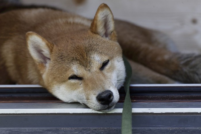 ぐったりした犬