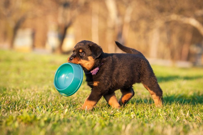 エサ皿を加えて持ち運ぶ犬