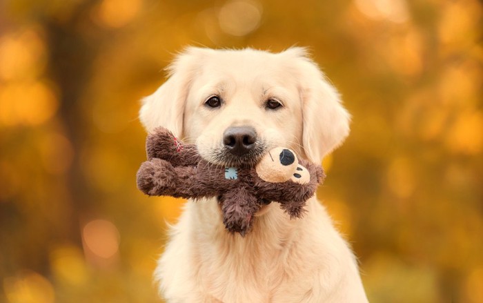 熊のおもちゃを持っているゴールデンの子犬