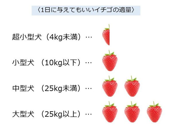 犬が1日に食べても良いいちごの量