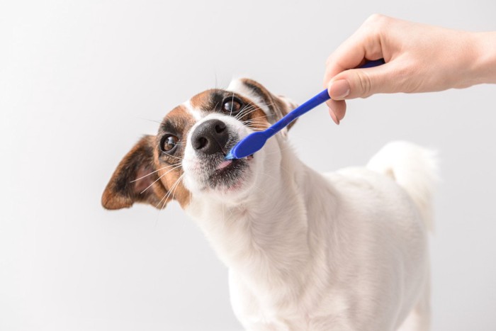 歯みがきされる小型犬