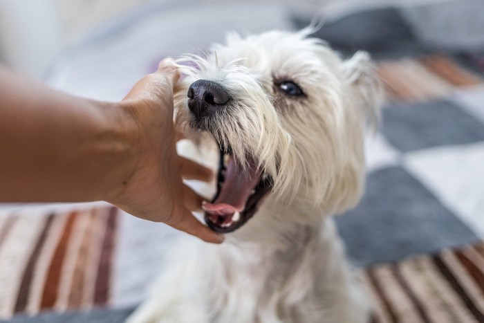 口を大きく開けている犬