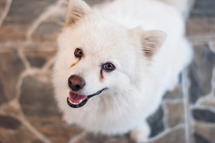 涙やけができた犬