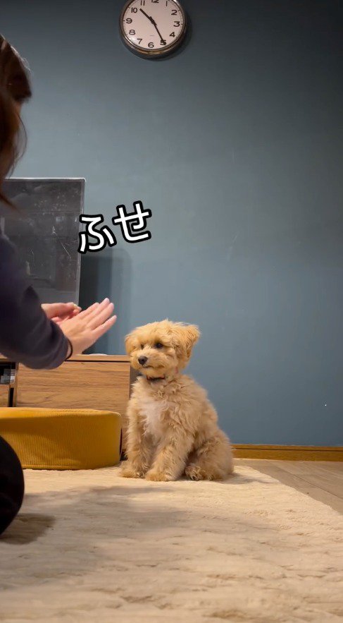 犬に『伏せ』の合図を送る飼い主