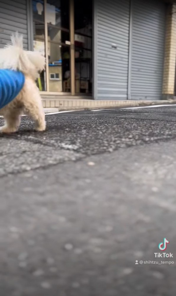 画面左側に見切れた犬のお尻