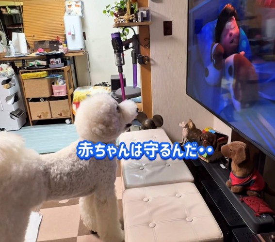 テレビに釘付けの犬