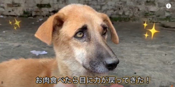 母犬