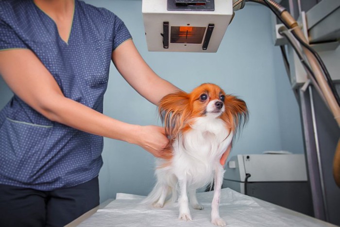 レントゲン中の犬
