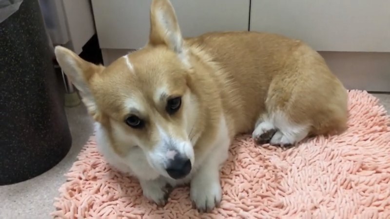 寝ころんだままボーっとする犬