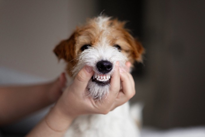 歯を見せている犬