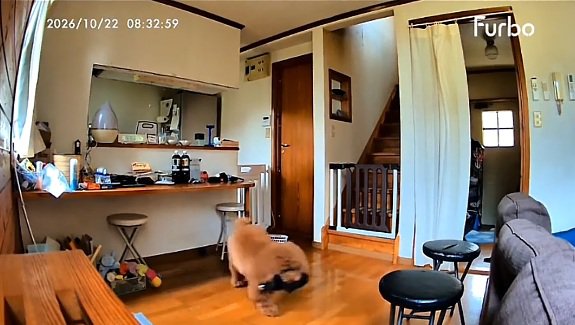 傘をくわえたいっきゅう君