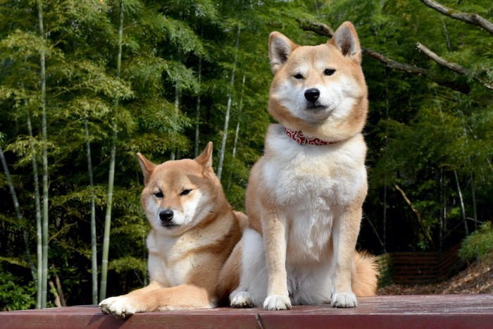 伏せている柴犬と座っている柴犬