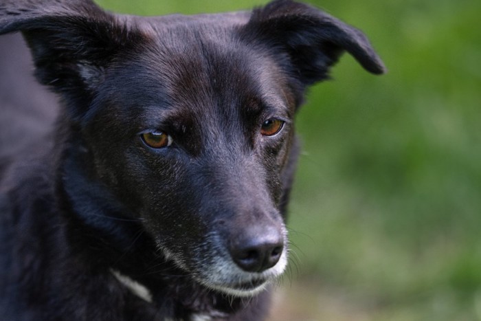 不安そうな黒い犬