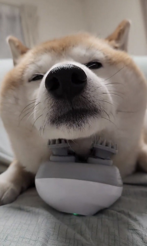 マッサージ器に顔を預ける犬