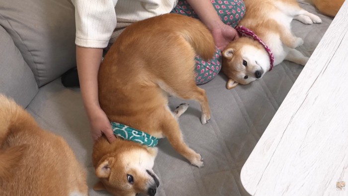2匹揃って甘えん坊モード♡