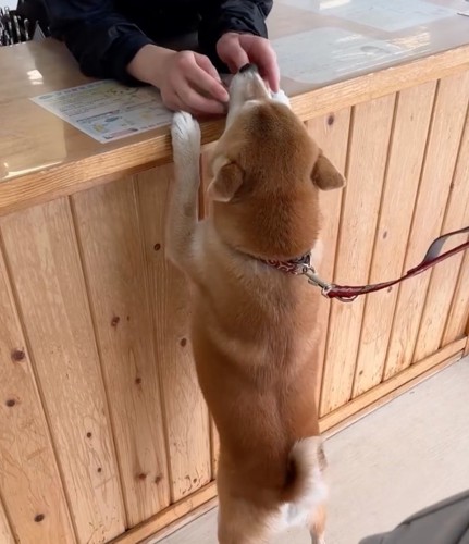 立ち上がり挨拶するむぎちゃん