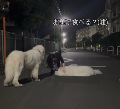 突然地面に寝ころんだ！