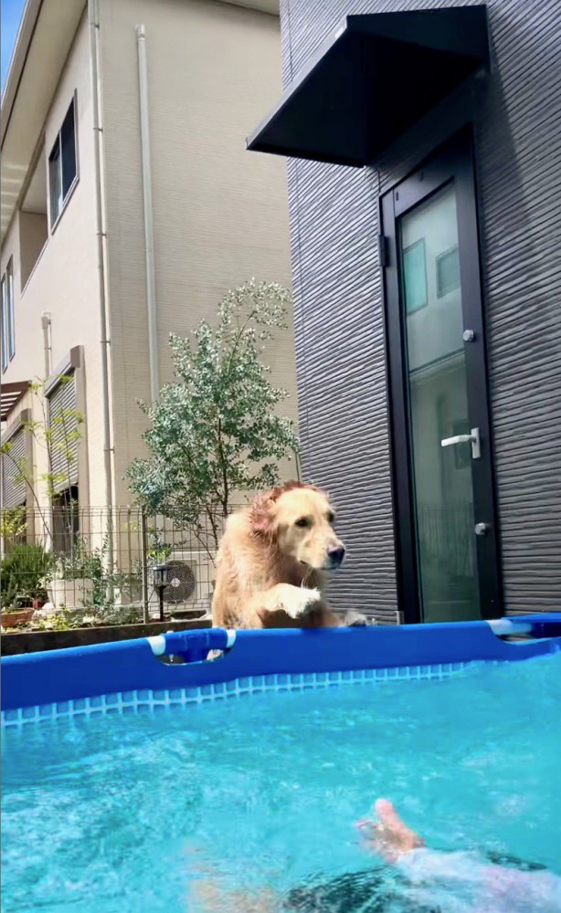 プールに駆け寄る犬