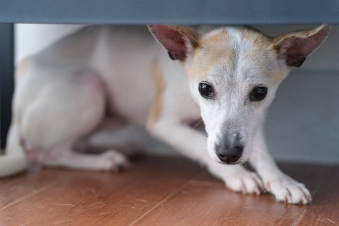 怯えた様子で家具の下に隠れる犬