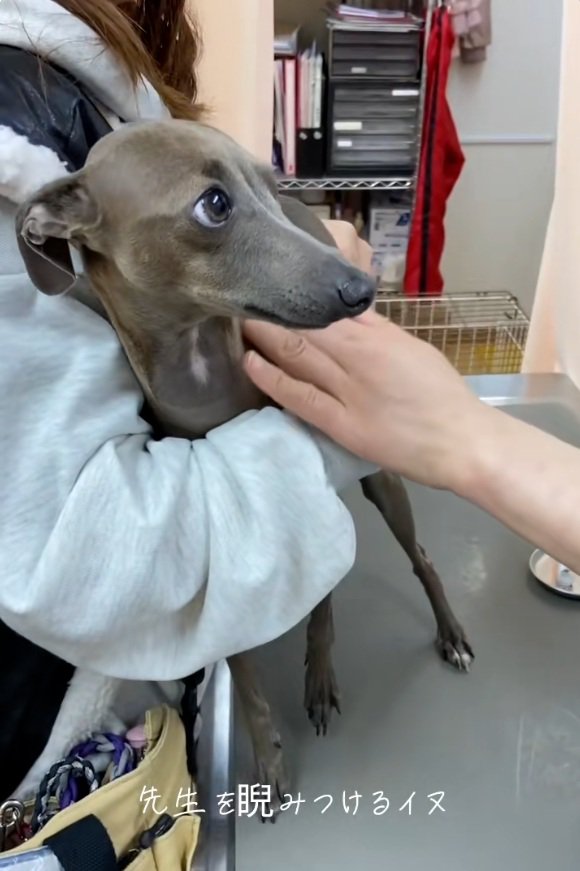 トントンする先生