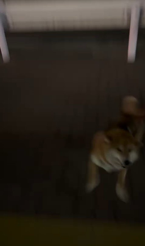 はちちゃんにドッキリを仕掛けた時の反応5