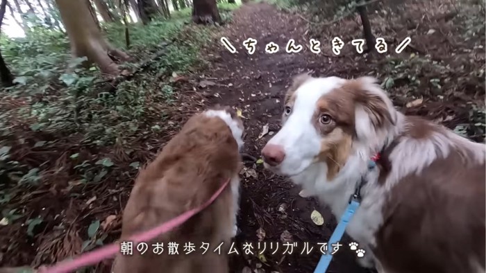 散歩する2匹の犬