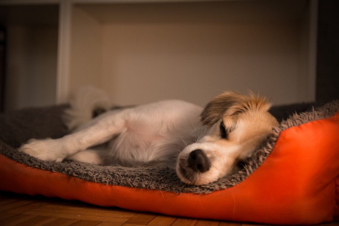犬用ベッドで気持ちよさそうに眠る犬