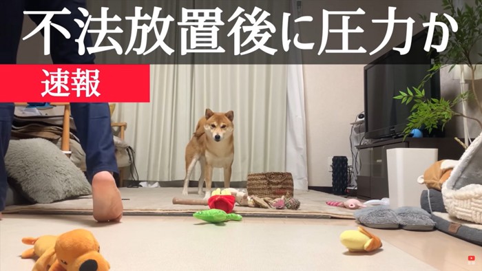 おもちゃが散らかった部屋に立つ柴犬