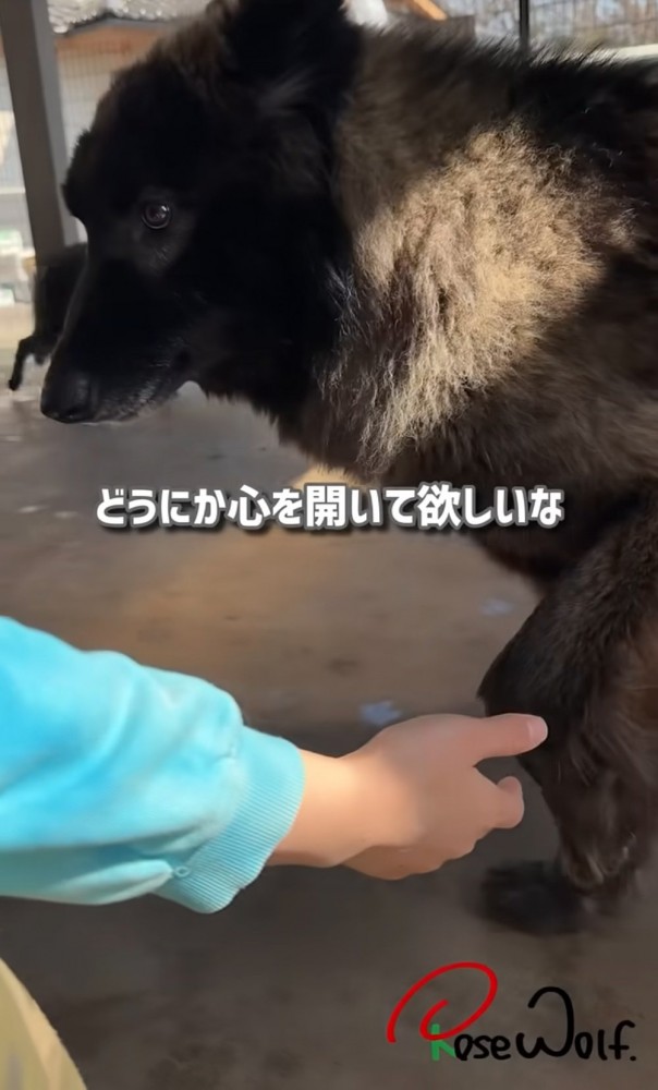 不安そうに前足を差し出す犬