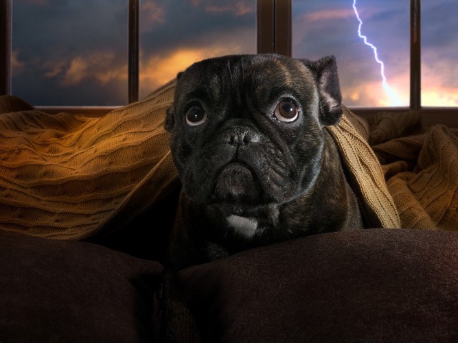 雷に不安そうな犬