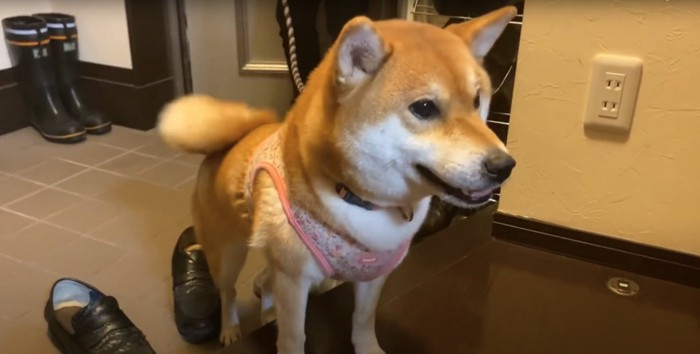 玄関の土間で前のめりになって口を開いている柴犬