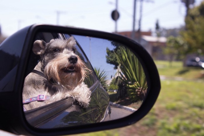 車のサイドミラーに映る犬