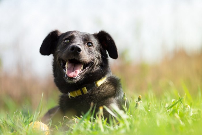 草の上に伏せている黒い犬