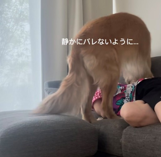 飼い主をまたぐ犬