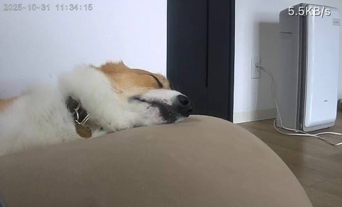 お留守番中のポムちゃん