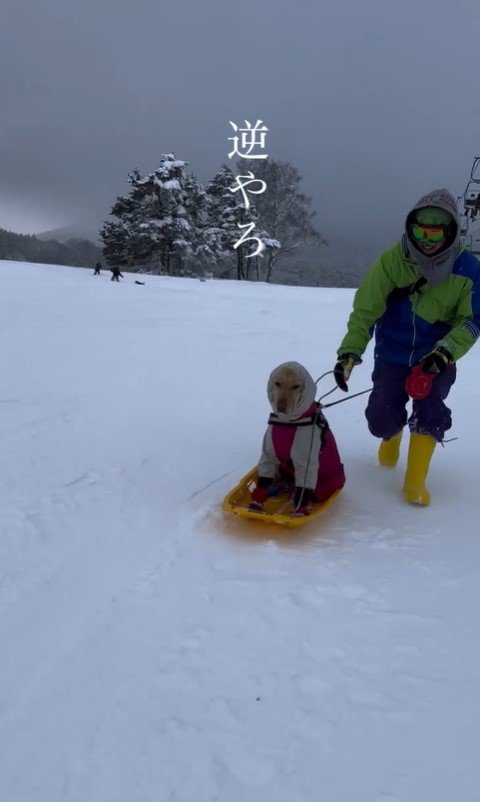 ソリ遊び中のモコちゃん