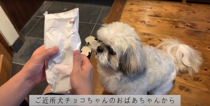 飼い主が持っている紙袋を見つめる犬