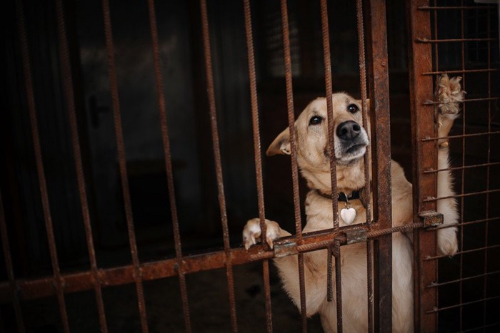 錆びた檻から立ち上がって見つめる犬