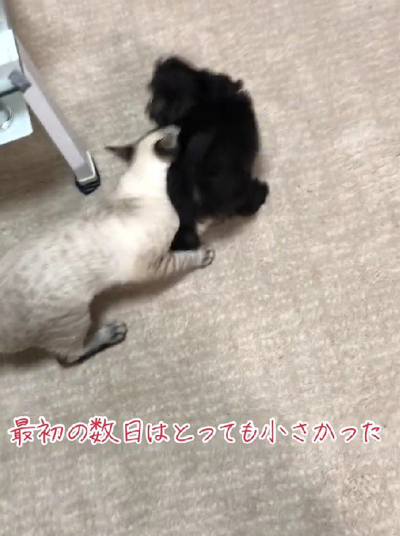 こんなに小さかったのに…